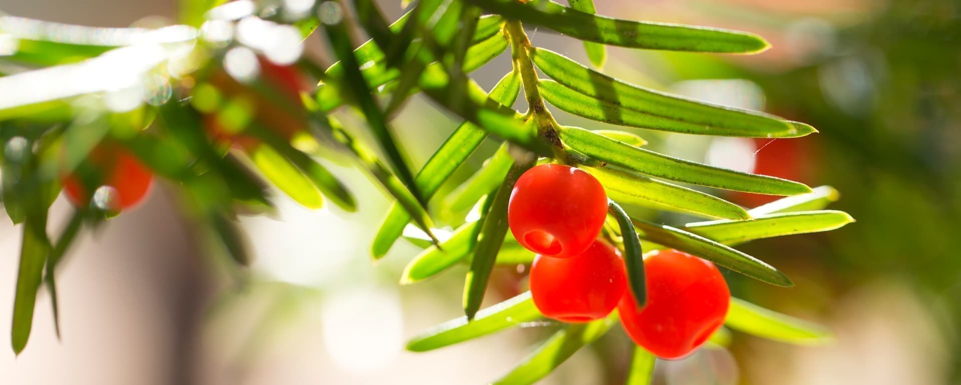 アーキセラピーご神木:イチイ